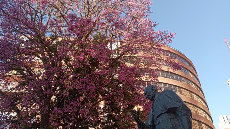 El espectáculo de las ceibas en flor en Málaga