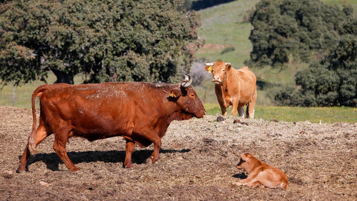 La Fundación Savia pide que se incluya al ganado extensivo en el plan de  sequía - Diario Córdoba