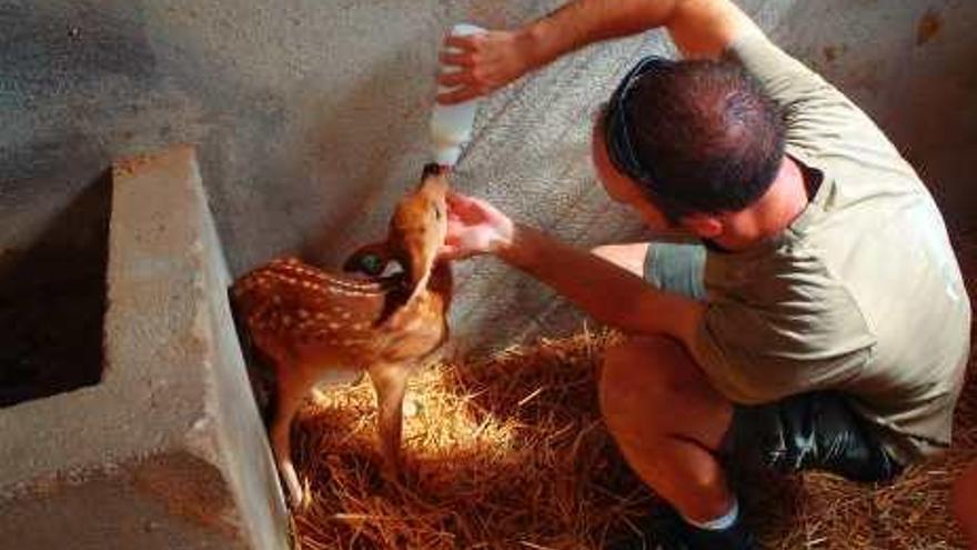 Un cuidador de Terra Natura da de beber a Nala.