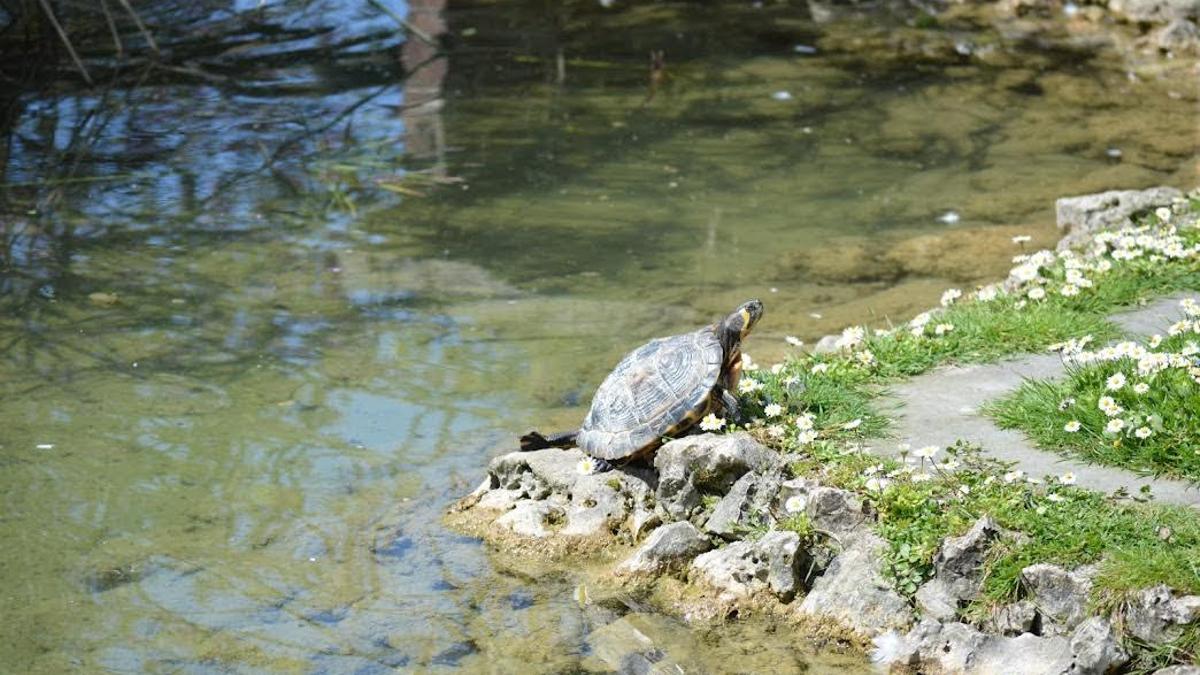 Una tortuga en el parque de La Ballina.