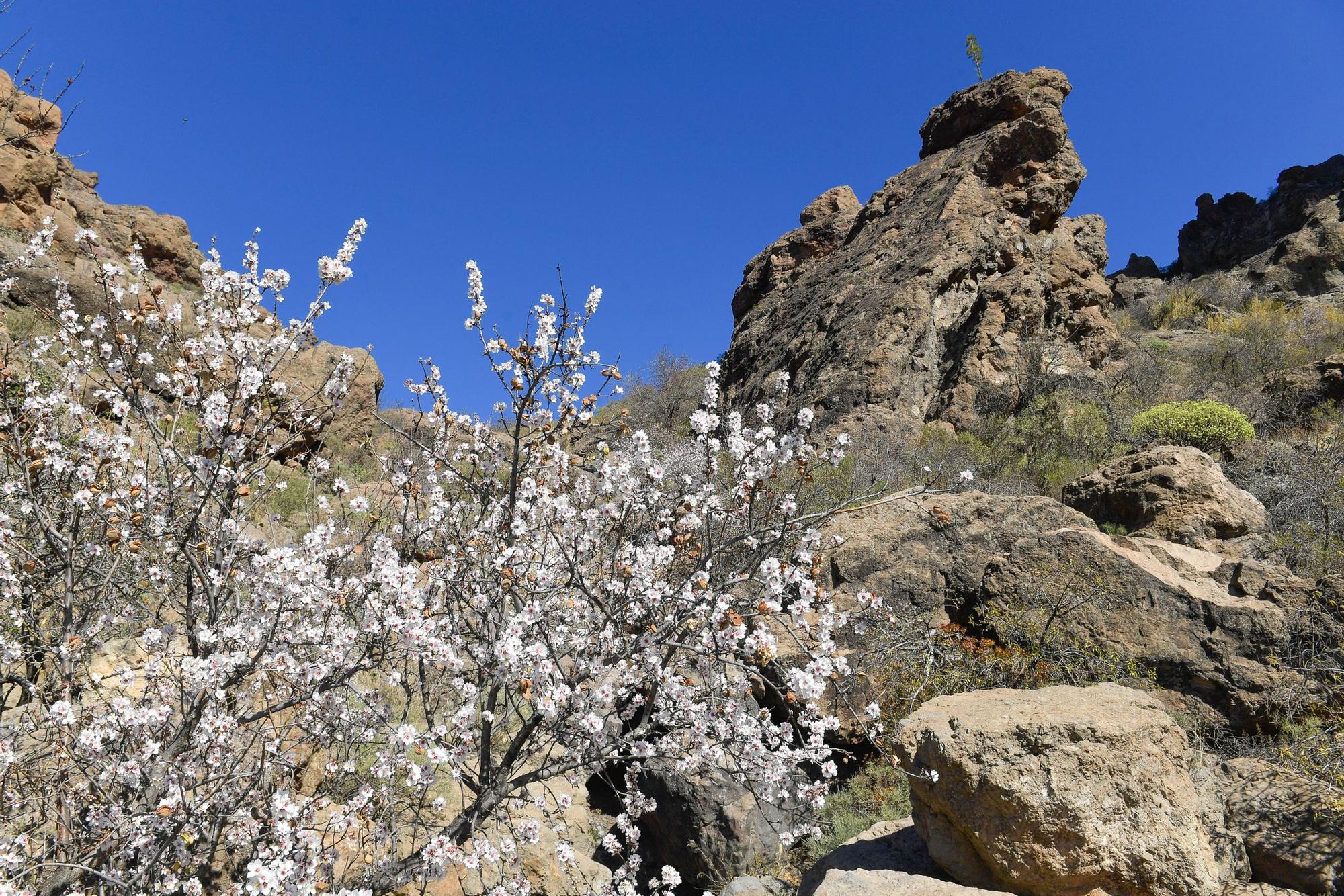 Almendros en flor en Tejeda