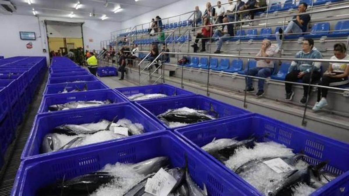 Cajas de bonito durante una de las subastas de 2022 en la lonja de El Musel.