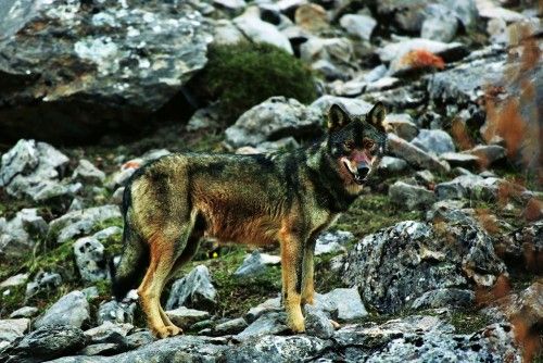 El lobo ibérico