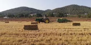 La cosecha de cereales en Ibiza se reduce un 70% y las torcaces se comen la mitad