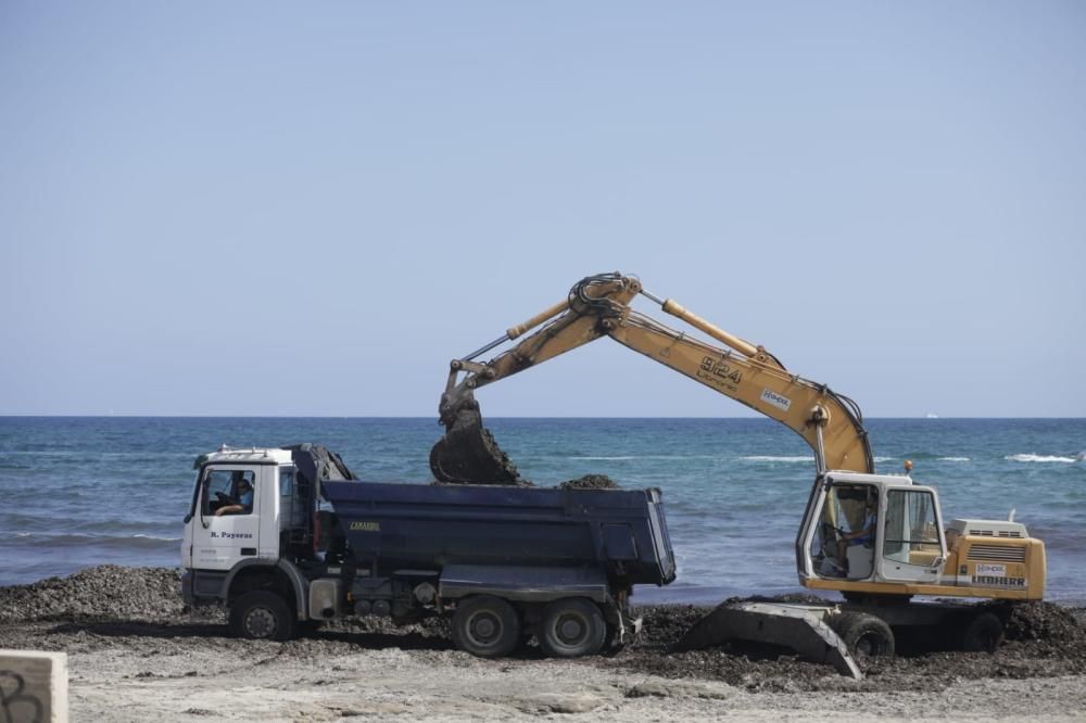 Retiran posidonia de la playa de Son Serra de Marina