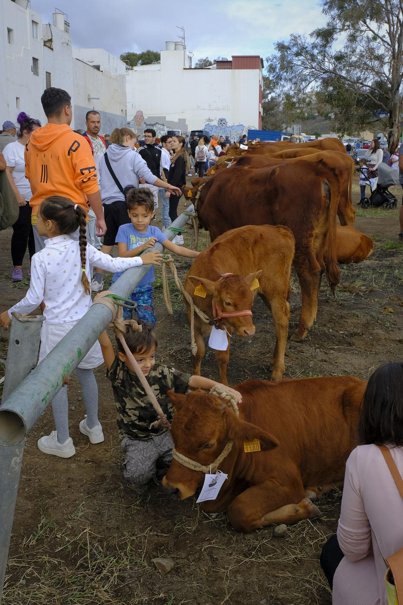 Feria de ganado y procesión en Jinámar