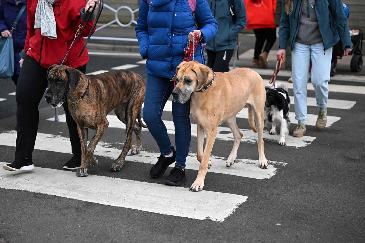 Exposición canina en el Centro Nacional de Exposiciones de Birmingham