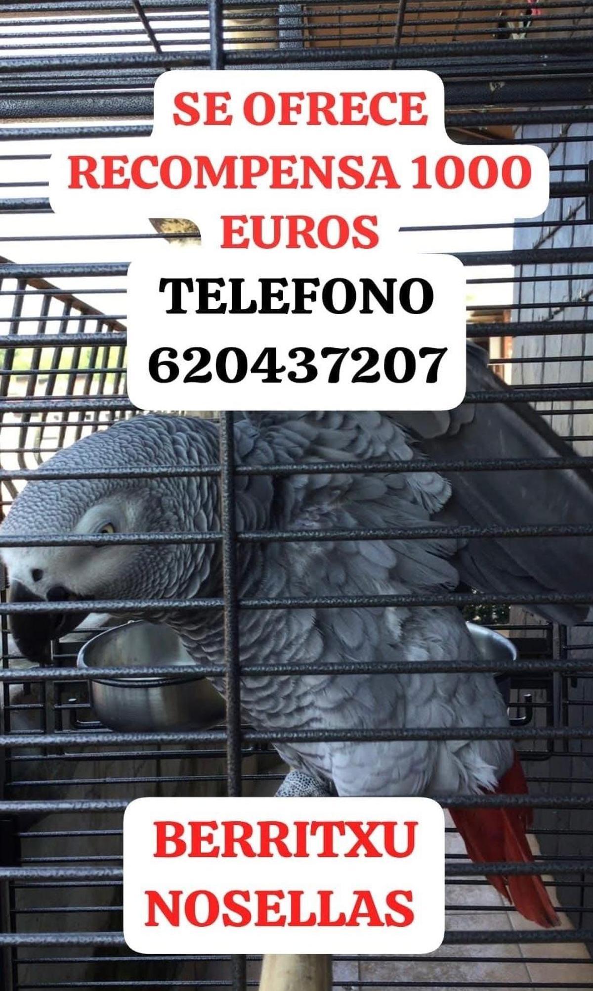 Recompensa de 1.000 euros a quien encuentre a Berritxu