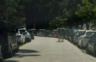 A Illa ofrece un servicio circular de bus a sus playas a partir del 1 de julio