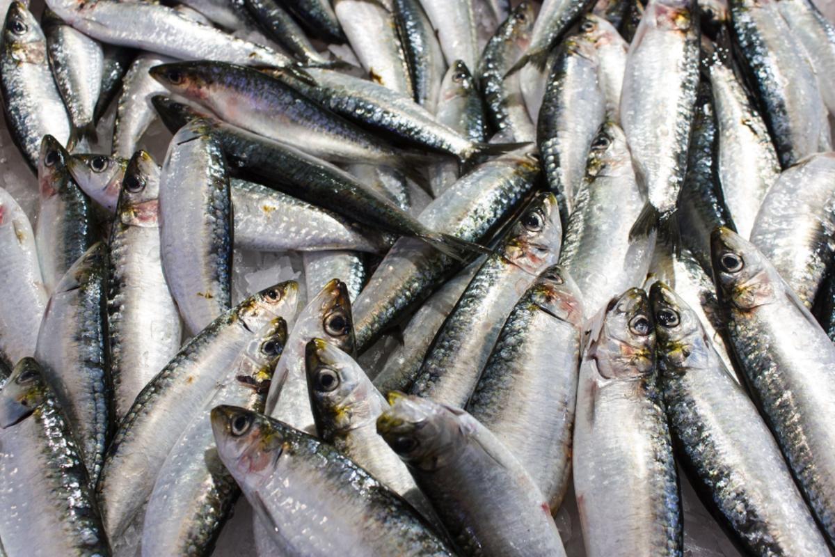 Sardinas expuestas en el mostrador de una pescadería