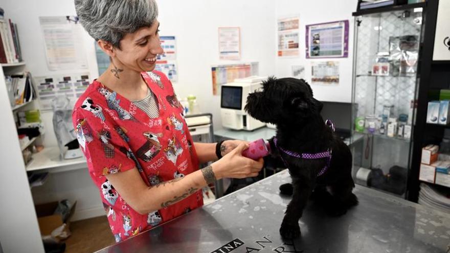 Un profesional del salón de Peluquería Canina Pontevedra durante un servicio.   | // RAFA VÁZQUEZ