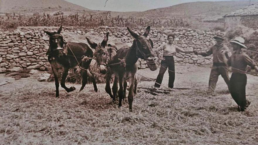 «La que lleva el trillo». Fotografía de una mujer en un campo de Alcublas.  | PACO LLATAS