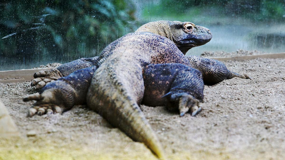 Cópula de dragones de Komodo en el zoo de Barcelona