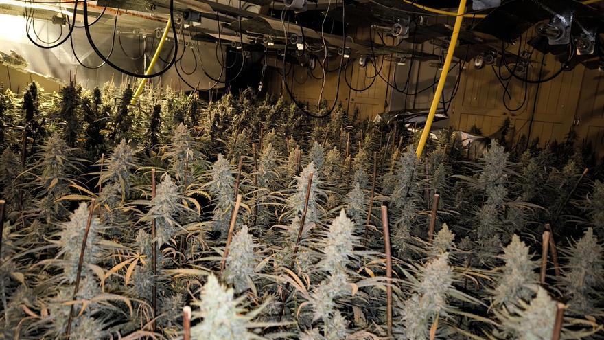 Cinc detinguts per cultivar més de 1.900 plantes de marihuana en un habitatge de Matadepera