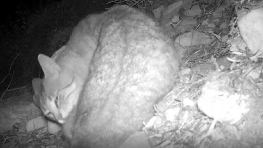 La aparición de gato montés en el Pantano refuerza el plan para proteger el paraje natural