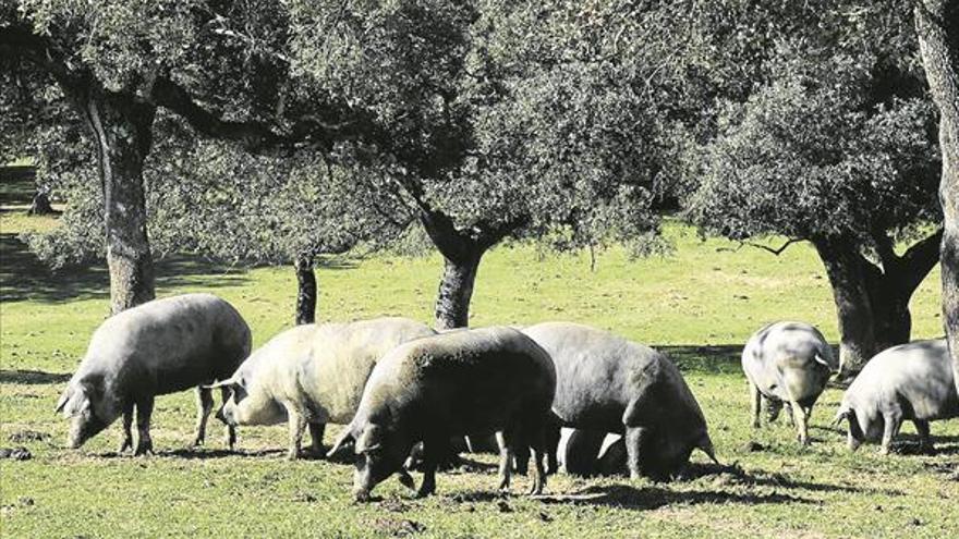 Especialistas analizarán la importancia de la dehesa