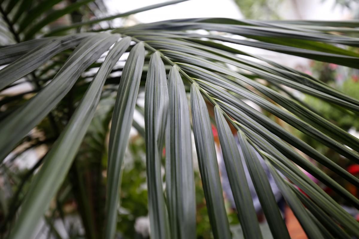 La kentia de Maese Luis, 9, premio a la Planta Singular del Concurso de Patios