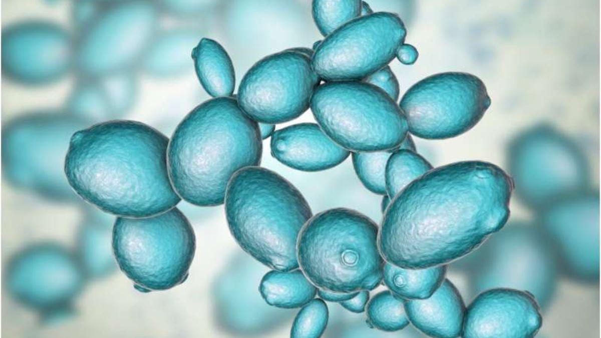 El hongo unicelular Saccharomyces cerevisiae (imagen) se convirtió en el primer organismo eucariota cuyo genoma completo fue sintetizado químicamente y rediseñado desde cero.