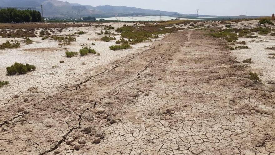 Huellas de las obras llevadas a cabo en los saladares del Guadalentín, en Alhama de Murcia.