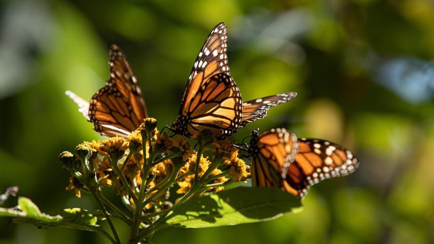 La mariposa monarca vuelve al Jardín Botánico de Málaga