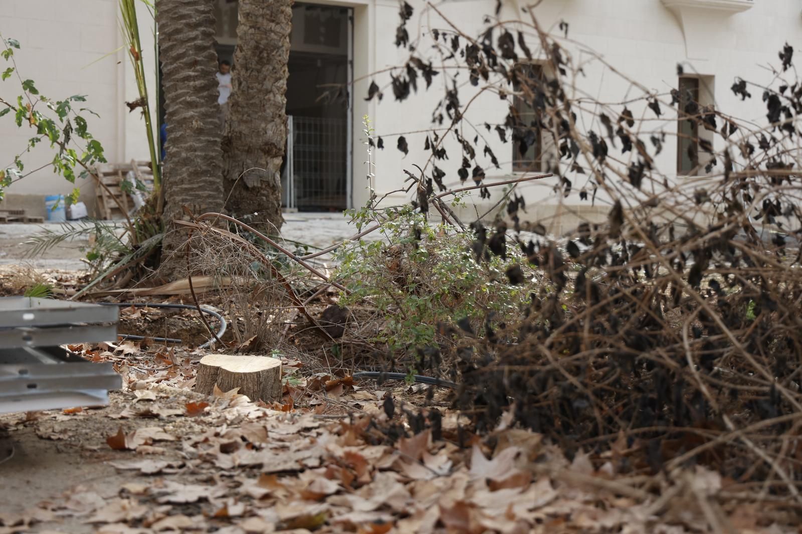 Una nueva tala de árboles en Alicante desata la polémica