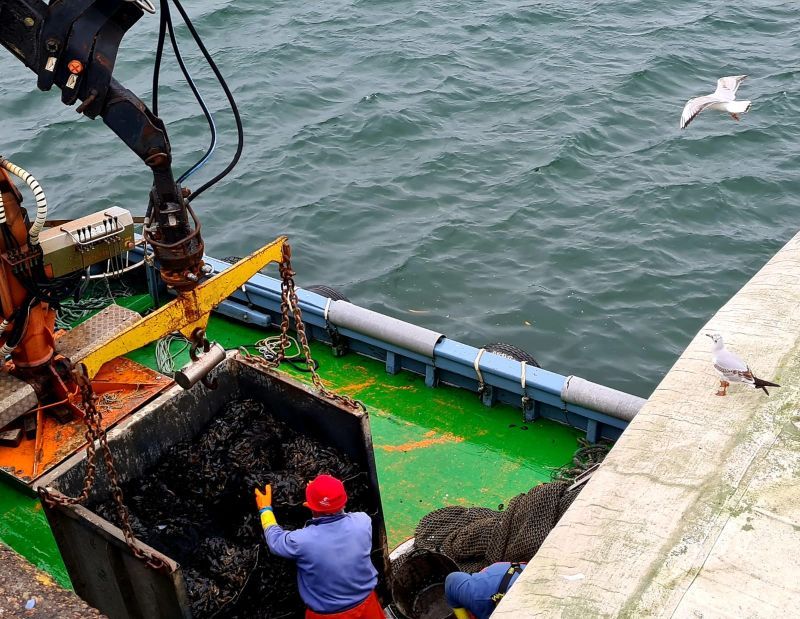 Las descargas en la ría de Arousa continúan, también los domingos.