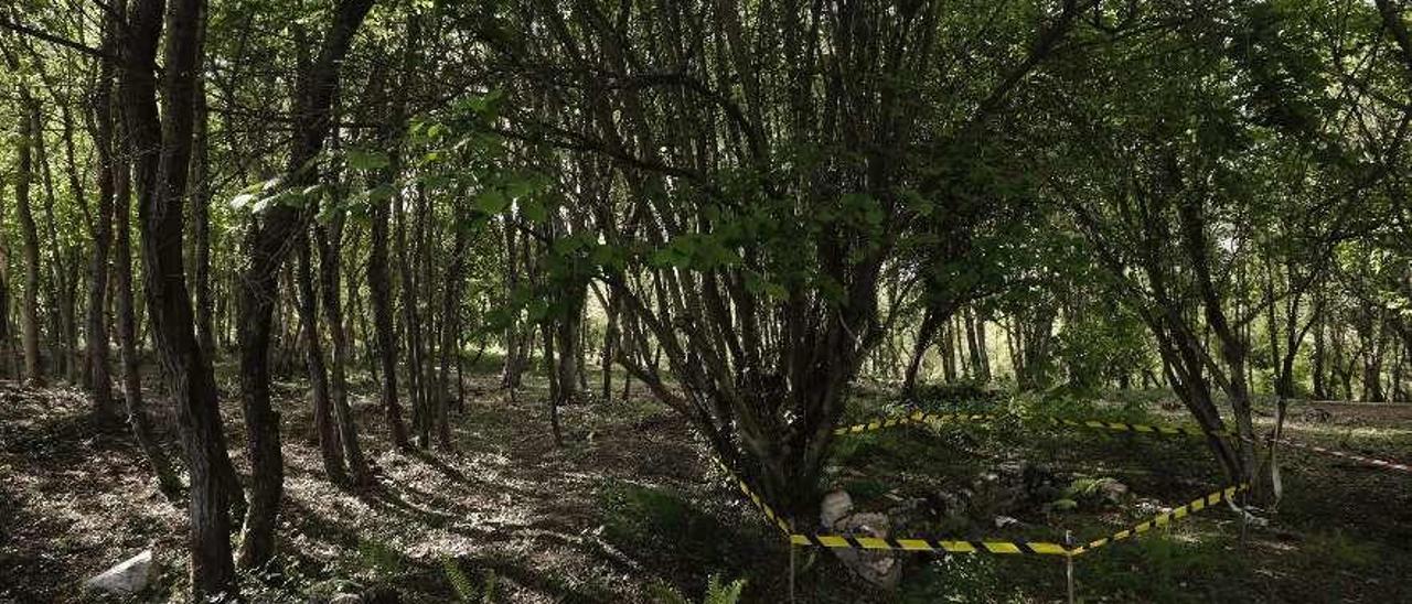 El bosque de La Zoreda, un espacio verde de 300.000 metros cuadrados.