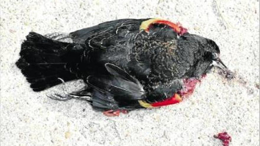 Una de les aus mortes, amb la seva característica franja rogenca.