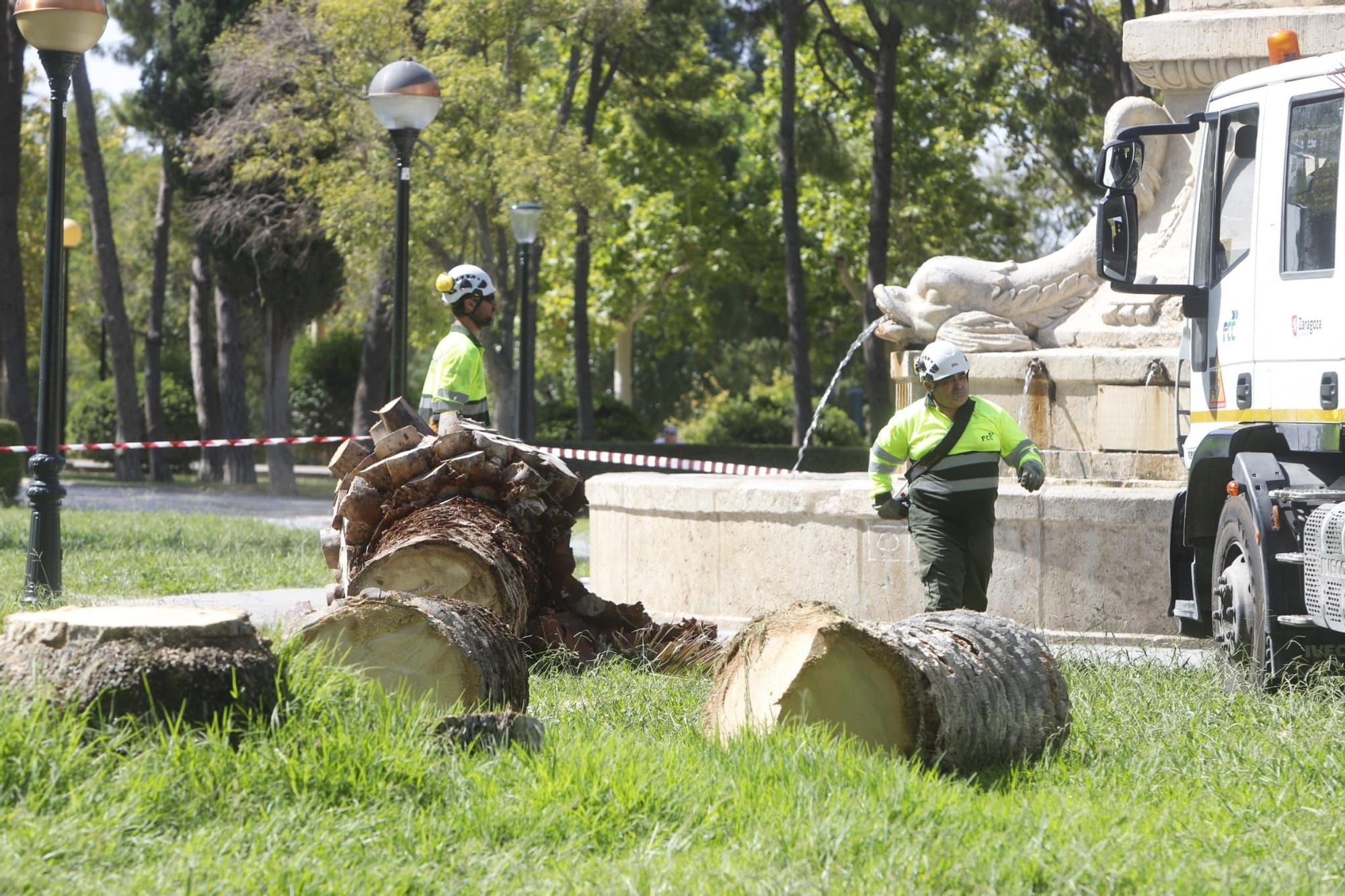 Adiós a 5 palmeras en el Parque Labordeta de Zaragoza