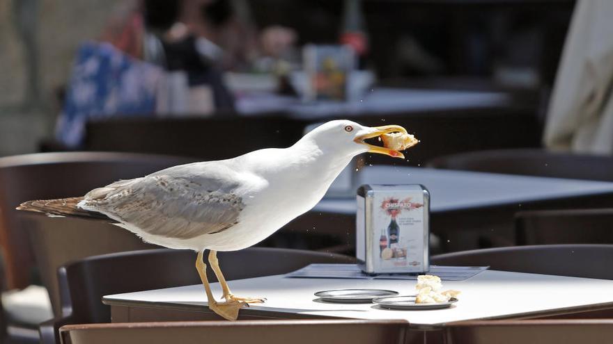 Una gaviota come una tapa en una terraza del Casco Vello de Vigo // Marta G. Brea