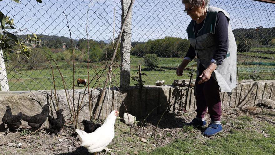 Una mujer atendiendo su gallinero en Marcón (Pontevedra).   | // G. SANTOS