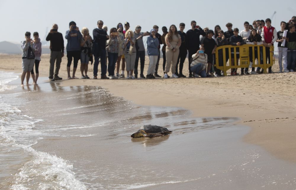 Suelta de tortugas en la playa del Port de Sagunt