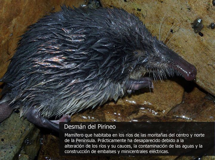 Las especies más amenazadas de la fauna española