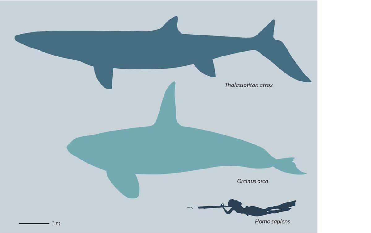 Tamaño comparativo del thalassotitan y la orca