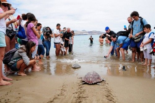 ctv-4hk-suelta-de-tortugas-en-10524499