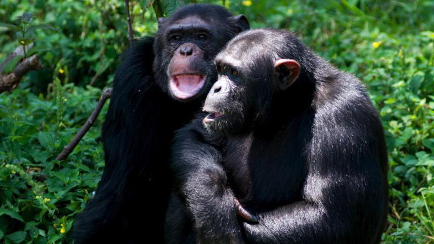 Una pareja de chimpancés.