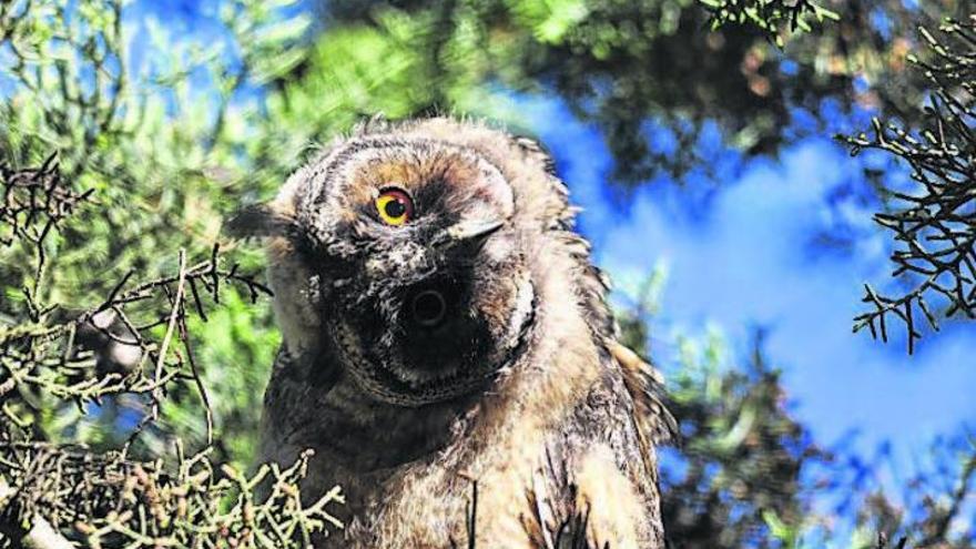 Desde la izquierda: imposible giro de cabeza de un búho, una de las aves en pleno vuelo y un polluelo reclamando su comida.