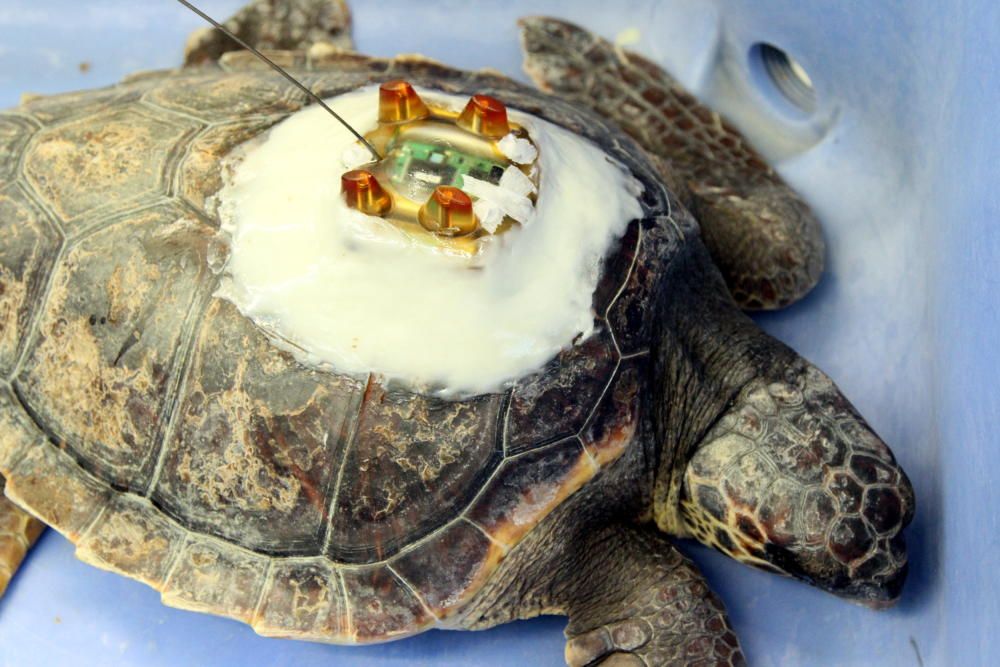 Alliberen a Blanes una tortuga marina