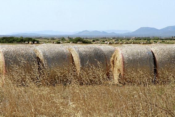 Volkswirtschaftlich spielt Mallorcas Landwirtschaft kaum noch eine Rolle – ohne sie aber wäre die Insel wesentlich ärmer. Warum das so ist – und wie wir sie alle unterstützen könnten.