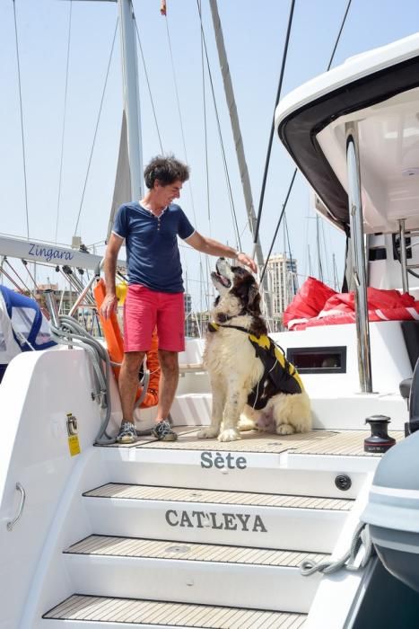 Reportaje al Sete CatLeya, una de las primeras ...