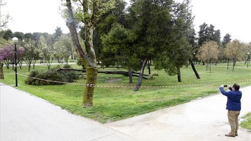 Cerrado el parque Tío Jorge por la caída de 3 arboles y subida del freático