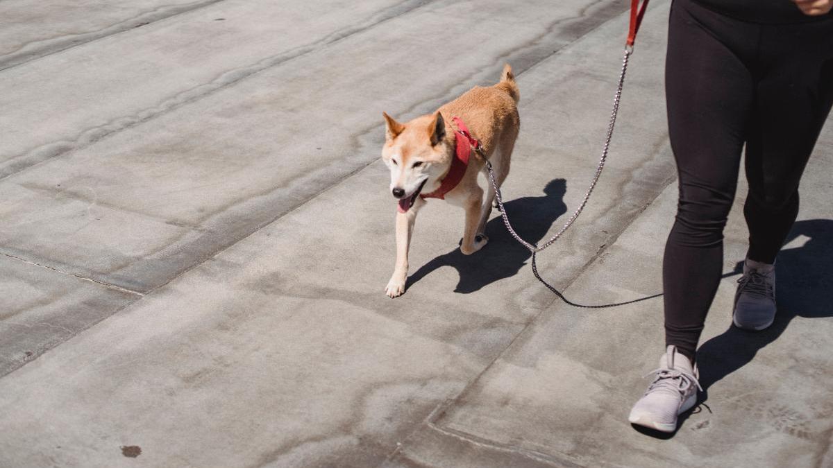 Cuánto hay que caminar para perder peso