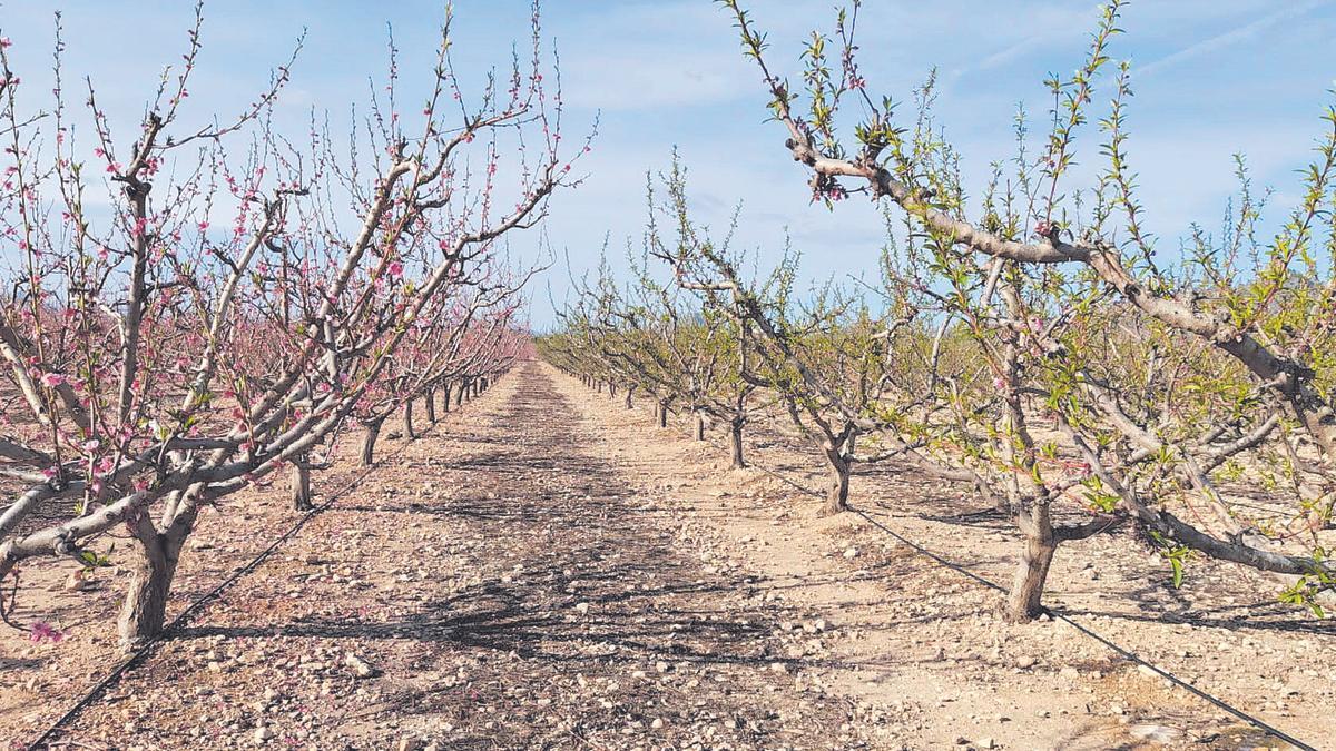 Etapas distintas de la floración  evidenciadas en dos parcelas de fruta de hueso en Cieza.