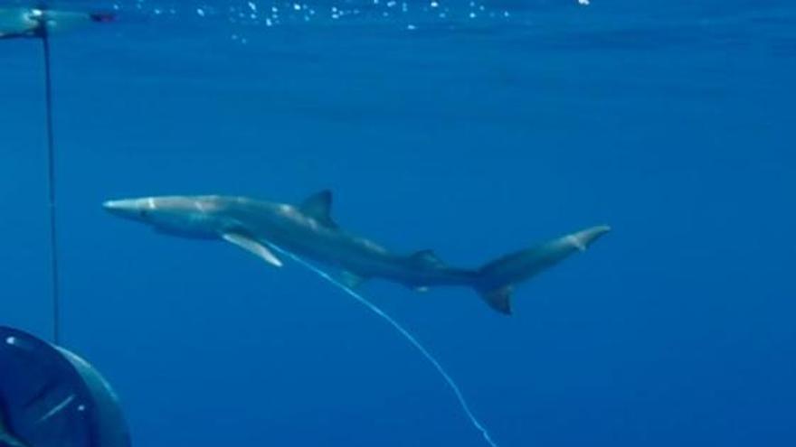 La mitad de los tiburones del Mediterráneo viven con anzuelos clavados -  Diario de Ibiza
