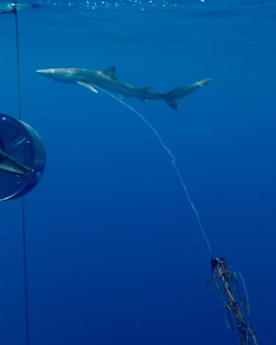 La mitad de los tiburones tintoreras grabados en alta mar de Balears llevaban anzuelos de palangre