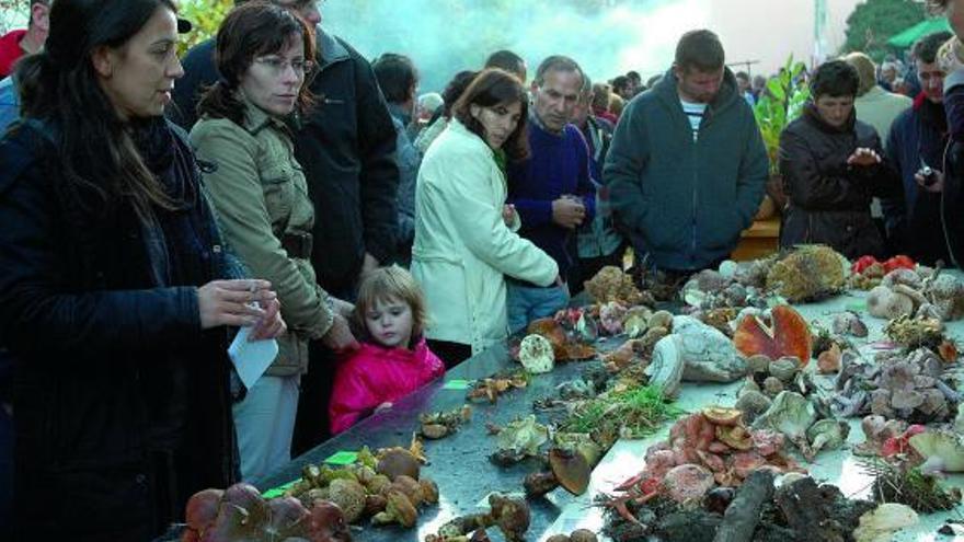 Cuadrillas de rumanos recolectan setas en montes públicos «sin cumplir la normativa»