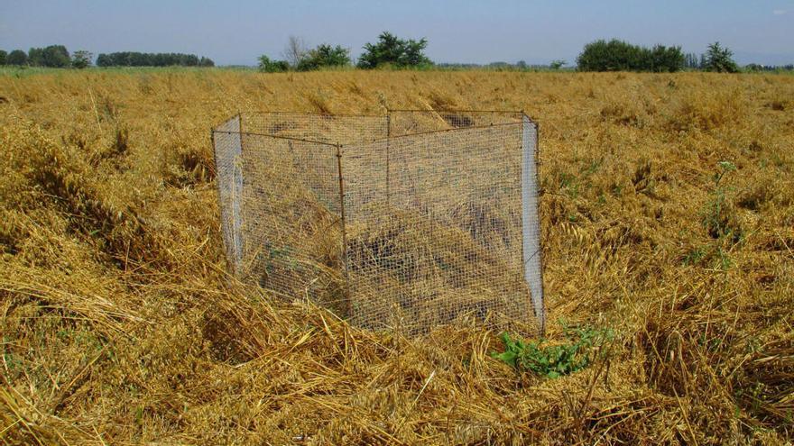 La tanca per protegir l&#039;esparver cendrós