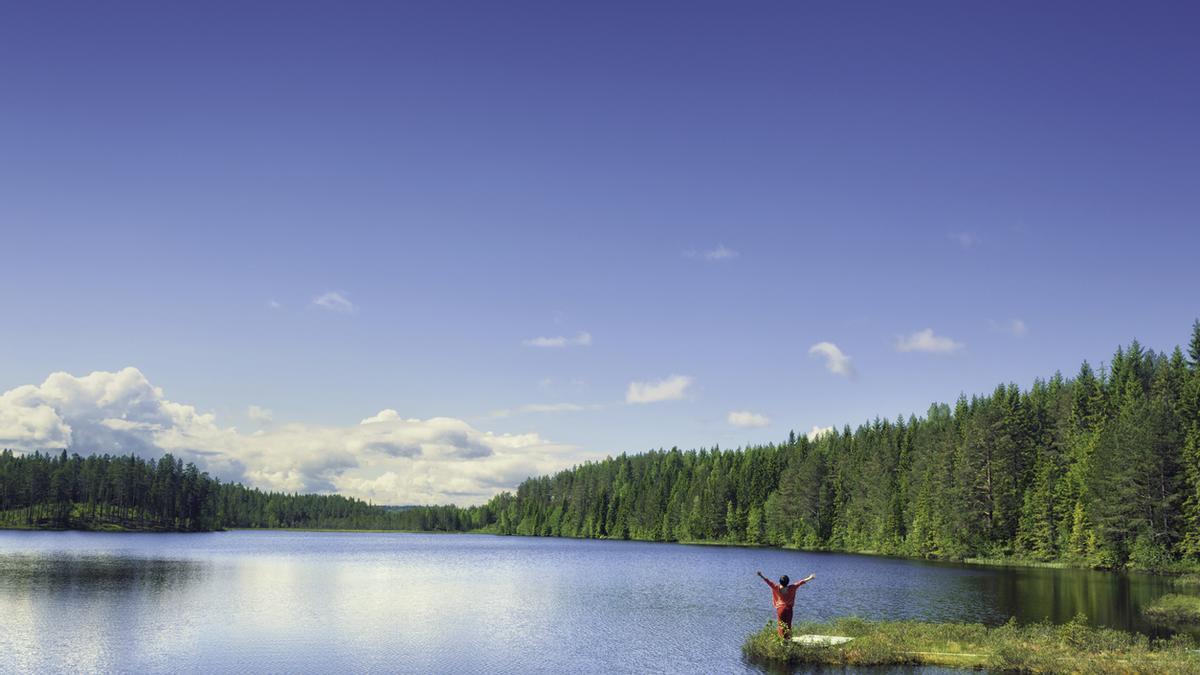 Estos son los países europeos con más kilómetros de bosque