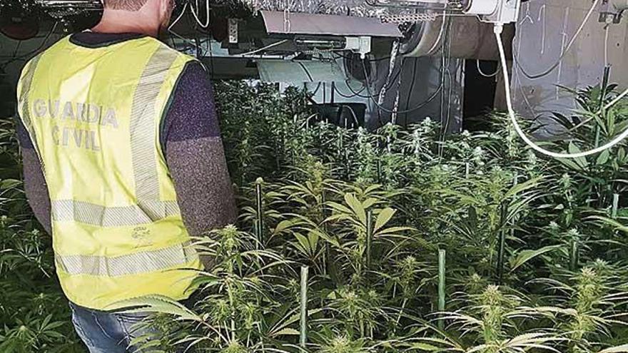 Un guardia civil examina la plantaciÃ³n de marihuana descubierta en Eivissa.