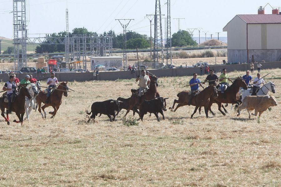 Fiestas en Zamora: Segudos espantes de Fuentesaúco